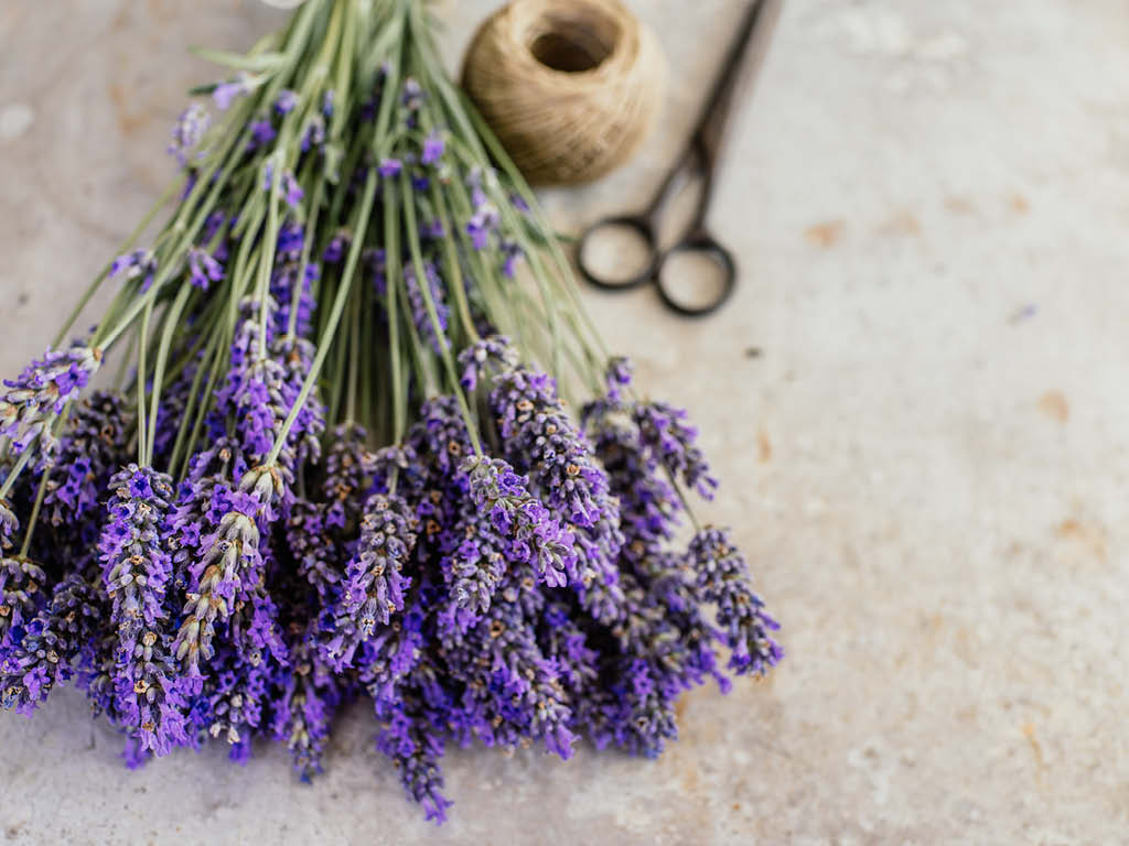 Freshly harvested lavender being made into a bundle for drying