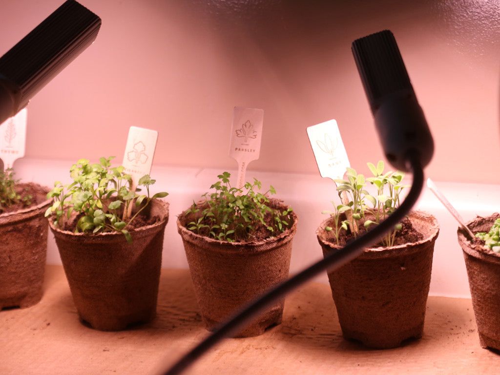 herbs growing under adjustable grow lights indoors