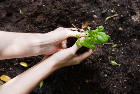 transplanting basil into the soil