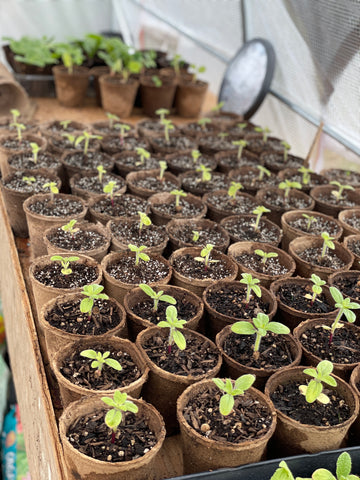 seedling, biodegradable pots, greenhouse