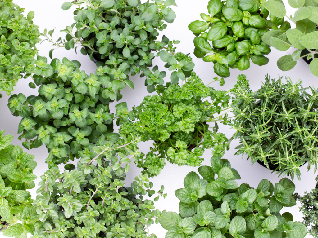 Indoor herb garden on white background