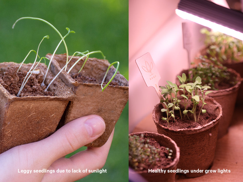 leggy seedling due to lack of sunlight and healthy seedlings under grow lights