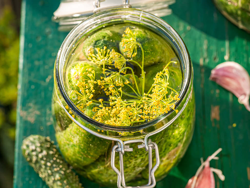 Making homemade dill pickles with fresh dill