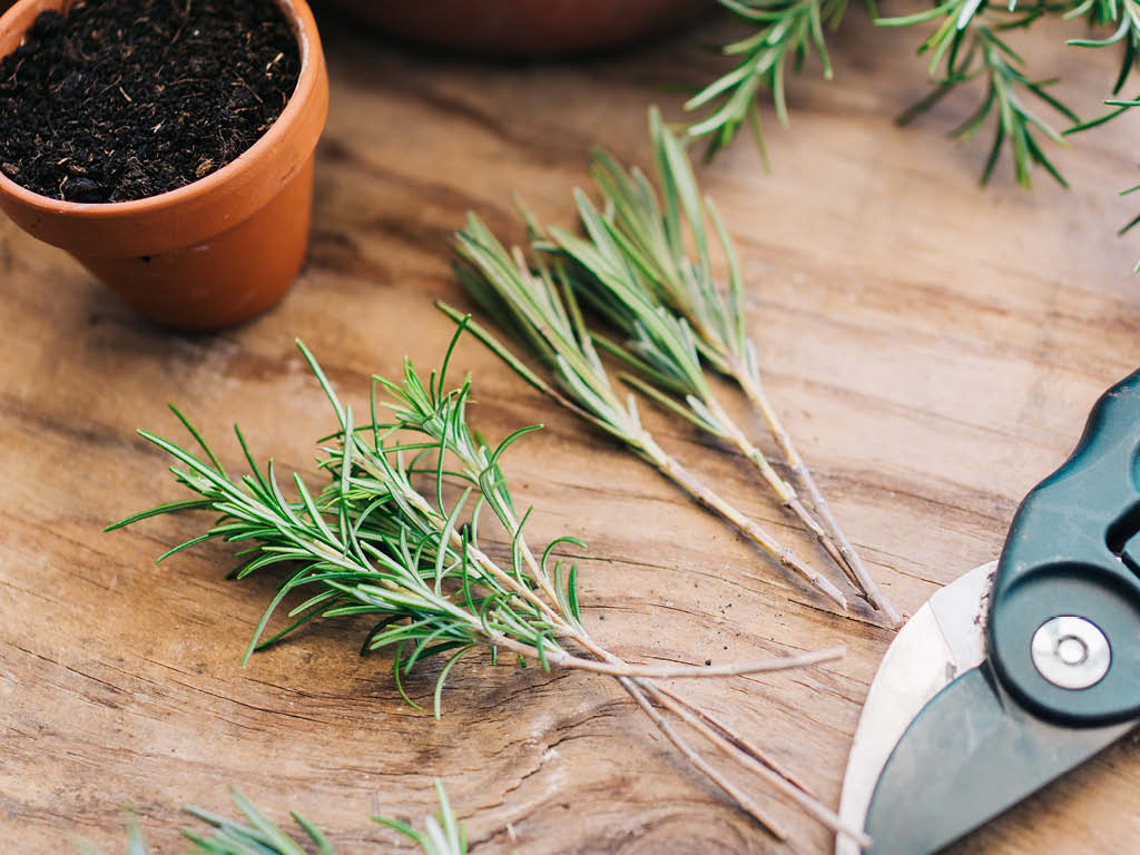 Propagating lavender