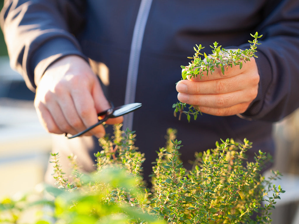 Person pruning thyme plants