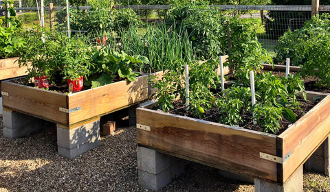 two raised beds