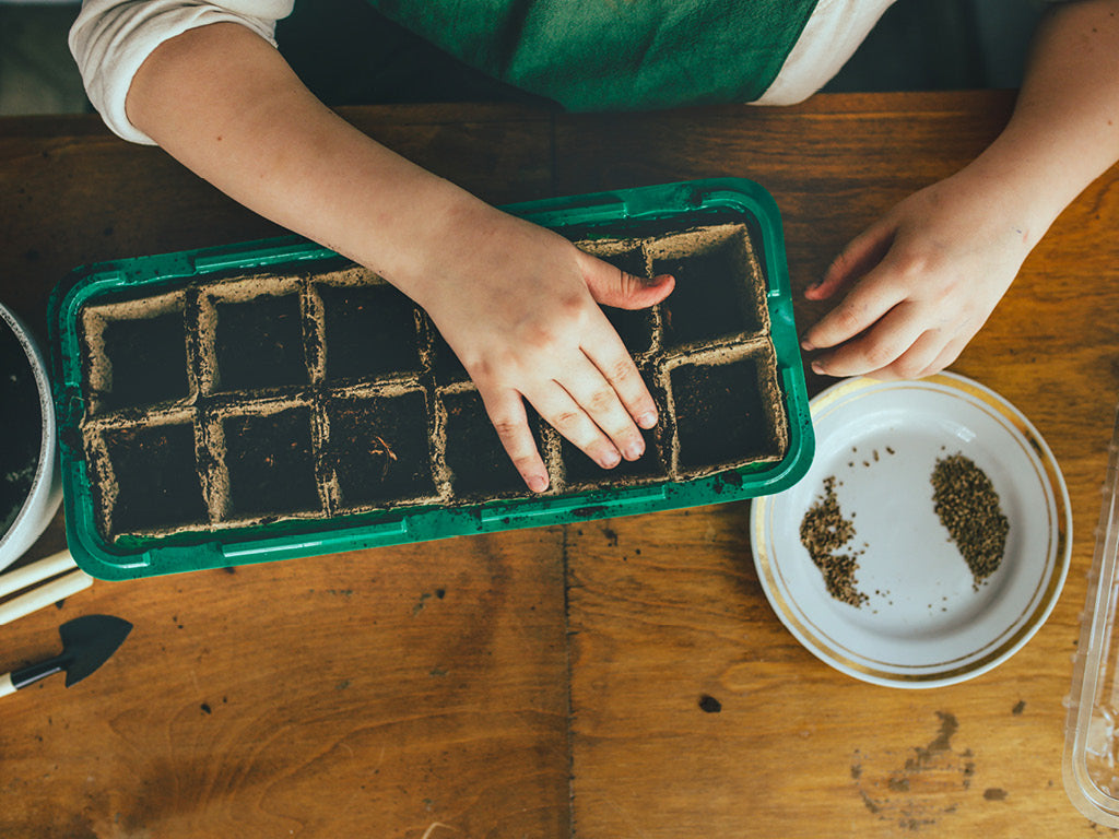 Seed Starting Oregano in biodegradable pots