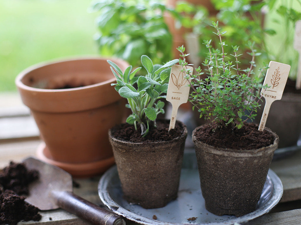 transplanting sage and thyme to larger pots