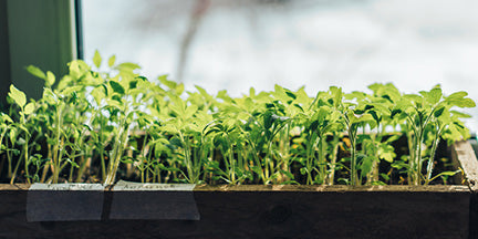 seedling in a window