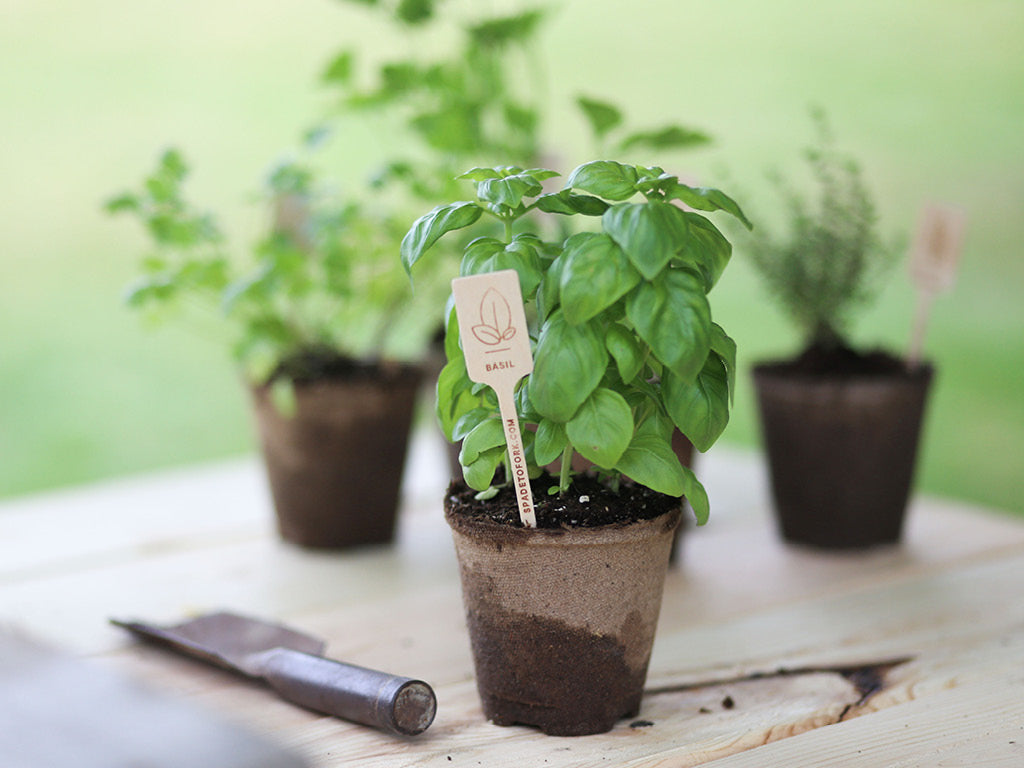 Spade To Fork basil plant growing with other herbs