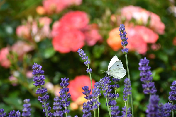 white butterfly pollinating lavender.