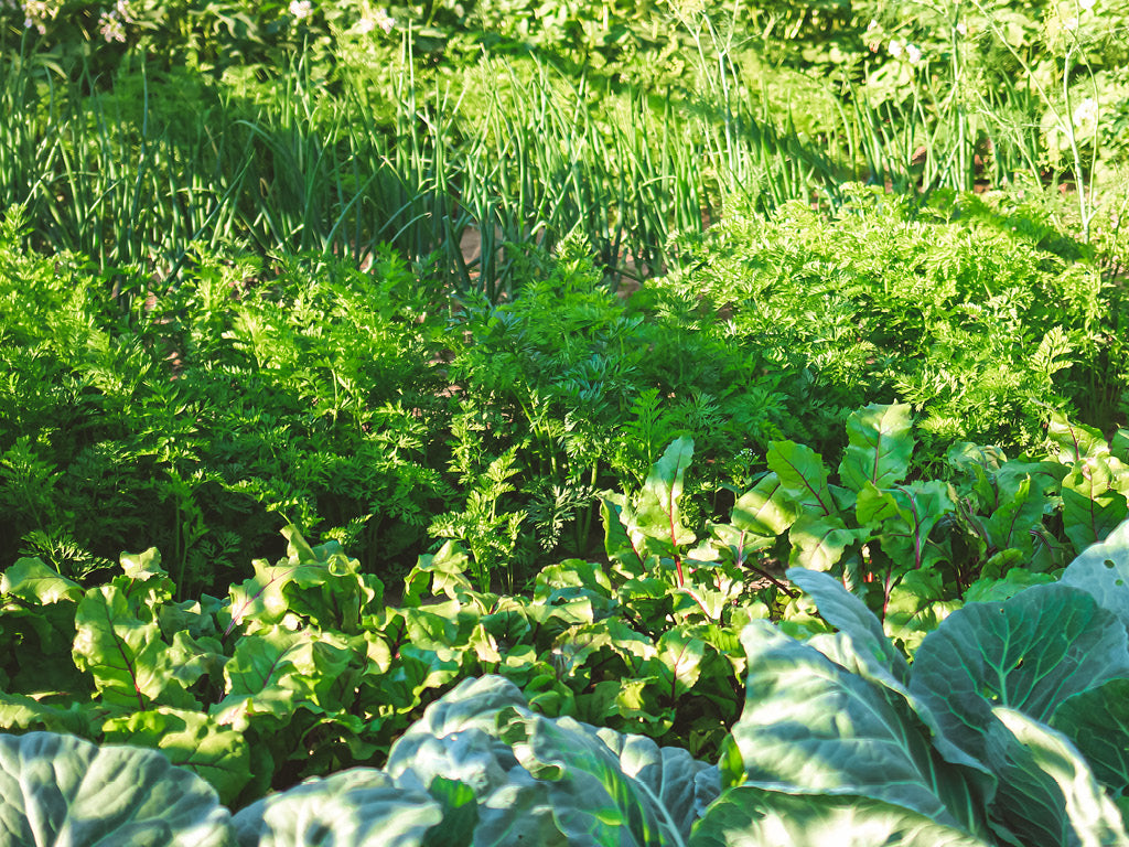 a diverse organic vegetable garden