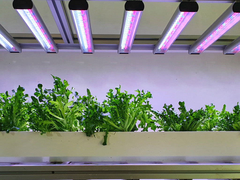 greens growing under led grow lights