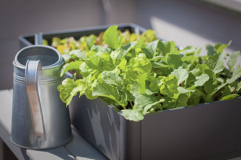 Container growing lettuce and radishes