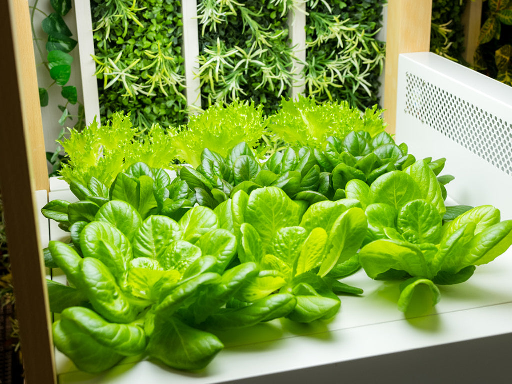 Lettuce growing in an indoor hydroponics system with grow lights