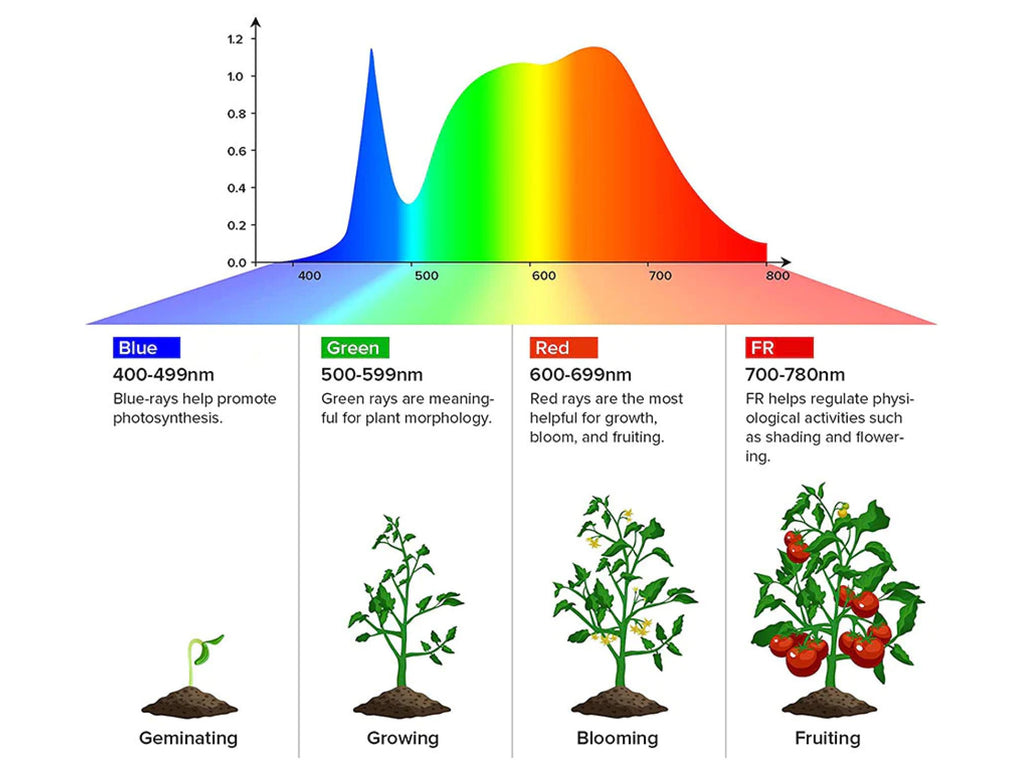 light spectrum graph for plant growth