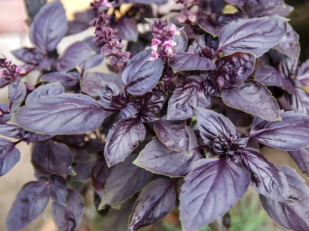 beautiful purple basil growing