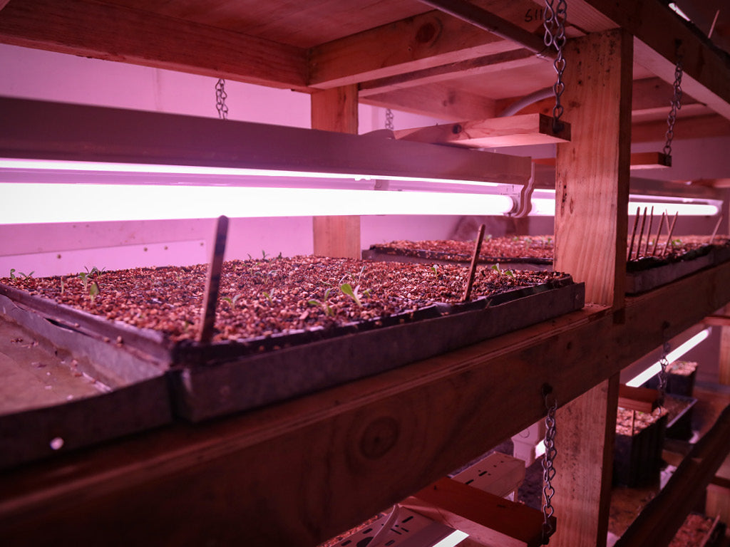 seedlings growing under fluorescent bulbs on a shelf