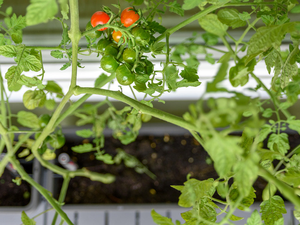 tomatoes growing inside under grow lights