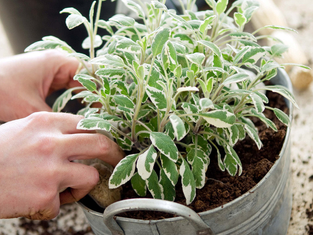 variegated sage plant