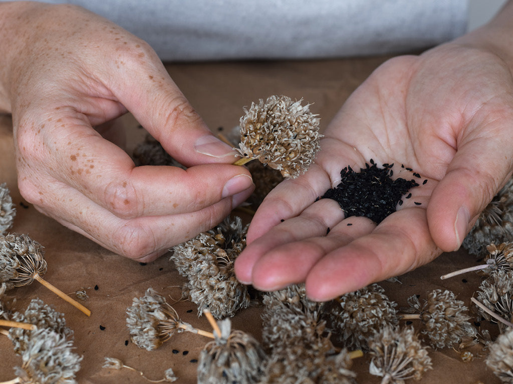 woman collecting seeds from dried chive blossoms