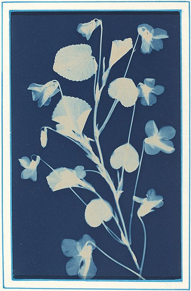 Brilliance in Blue - What are Cyanotypes?