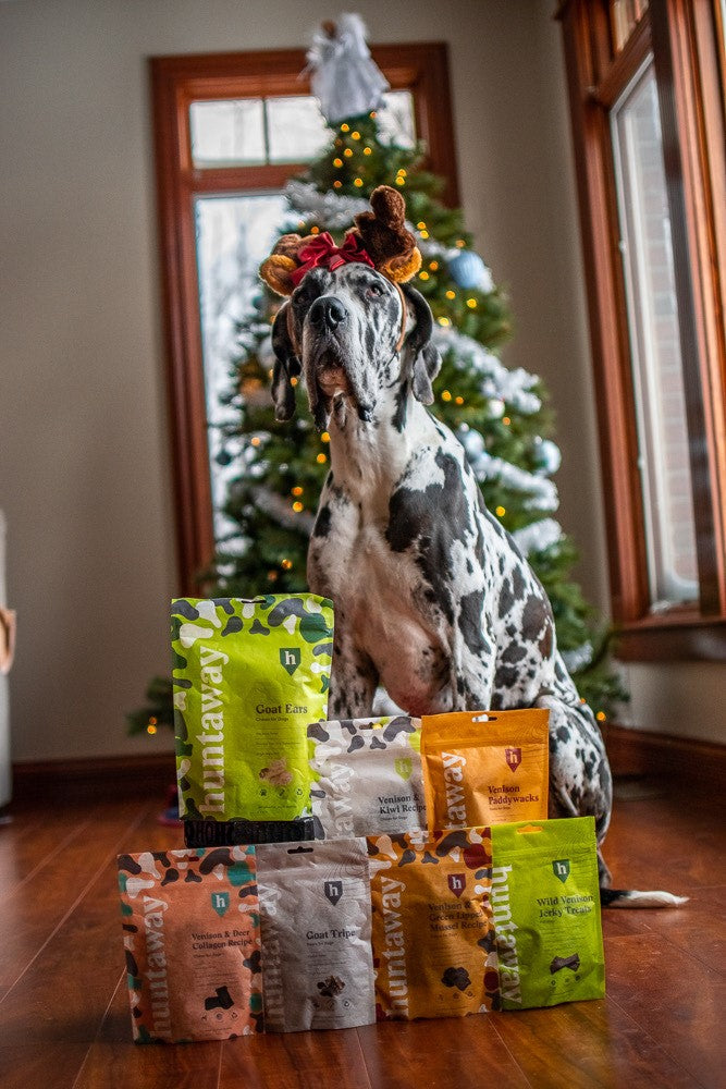 Great Dane under a Christmas tree with gifts including Huntaway wild venison jerky treats and goat and venison chews and treats.