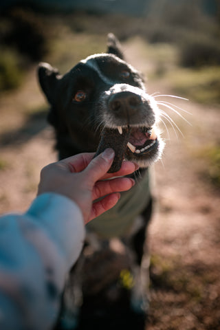 Dog with Huntaway Chew.