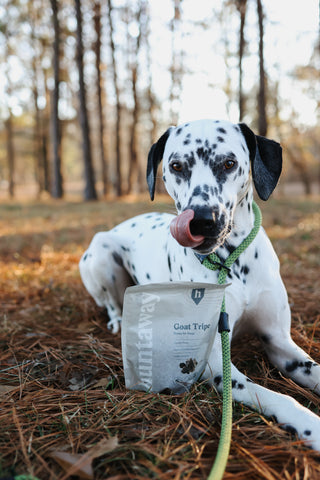 Dalmatian with Goat Tripe Treats.