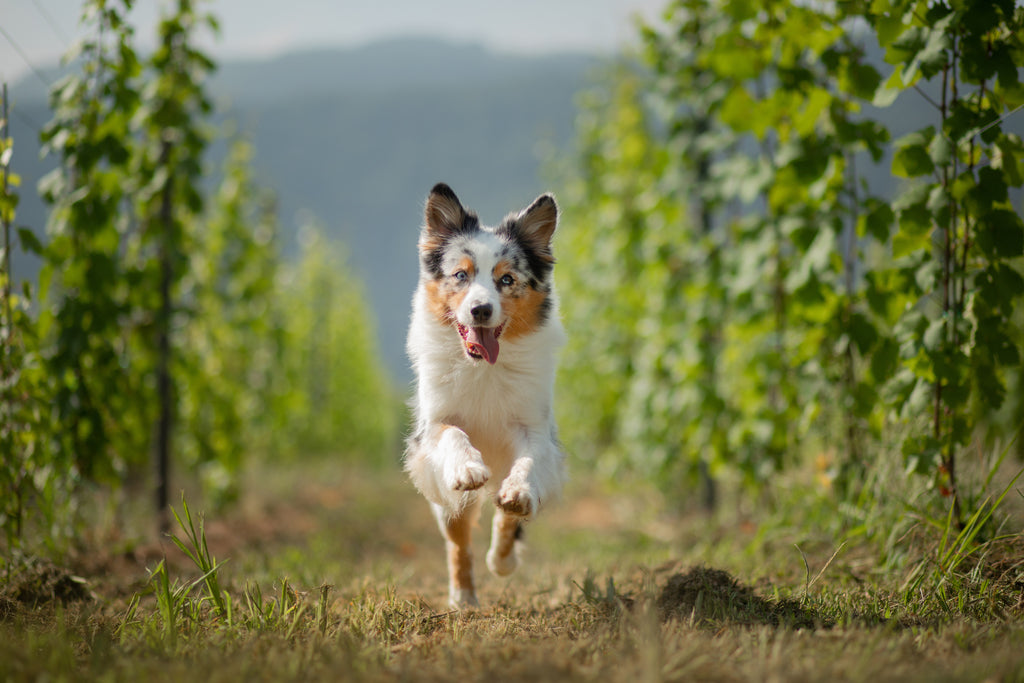 Australian Shepherd running in an orchard.