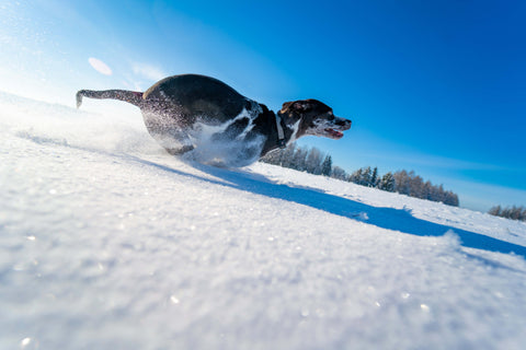 Catahoula Running in the Snow.