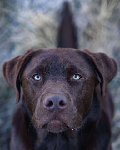 Chocolate Labrador.