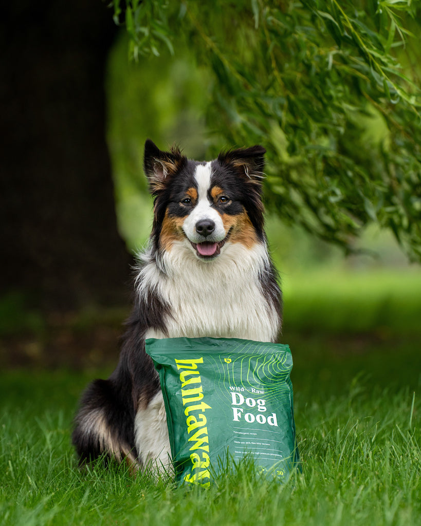 Australian Shepherd with a bag of Huntaway wild raw venison dog food.