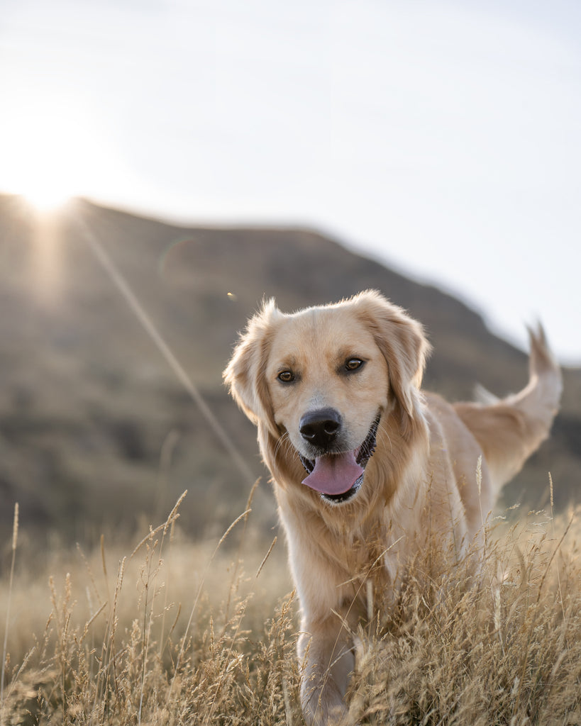 Golden Retriever in the long grass as the sun sets.