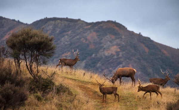 New Zealand Red Deer.