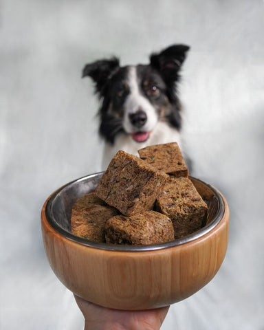 Border Collie with Huntaway in a bowl.