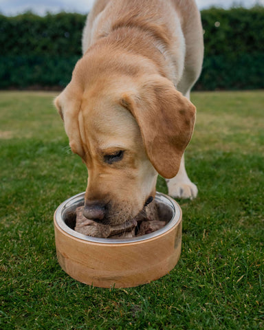 Labrador Eating Huntaway Raw Food.
