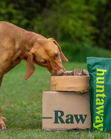 Vizsla with Huntaway Raw.