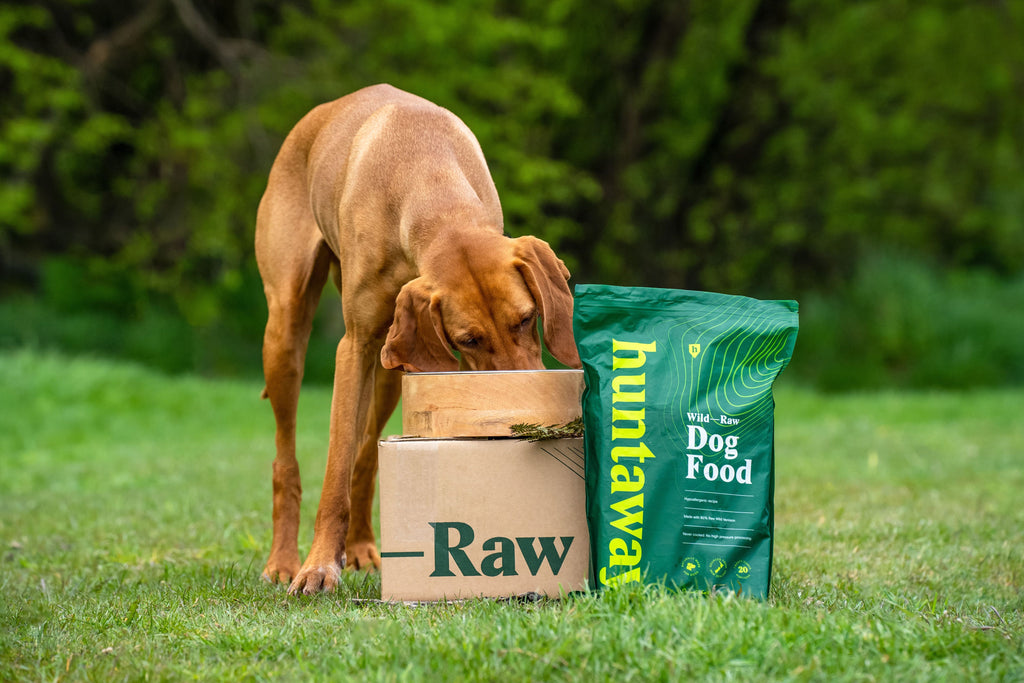 Vizsla with a carton of Huntaway frozen dog food and a bag of Huntaway wild raw venison dog food.