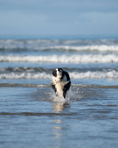 Moss the Border Collie.