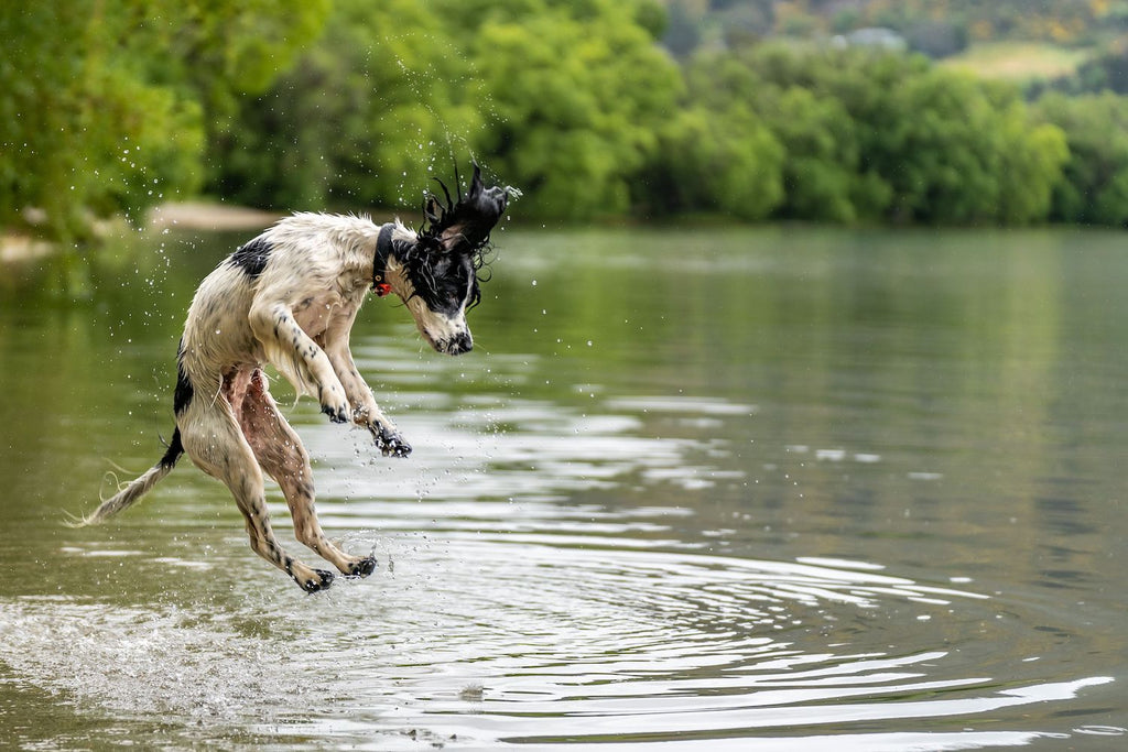 A medium sized dog jumping out of the shallow water in a small river