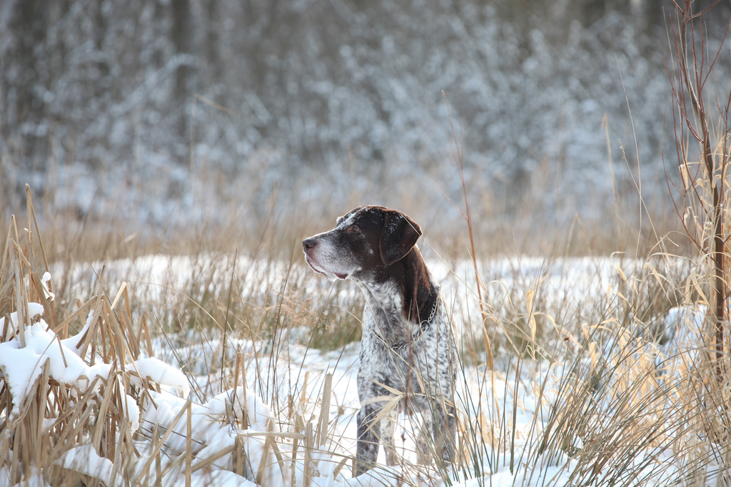 German Shorthair Pointer in the snow and long grass.