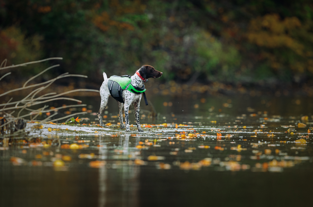 German Shorthair Pointer standing at the edge of a lake with a life vest on.