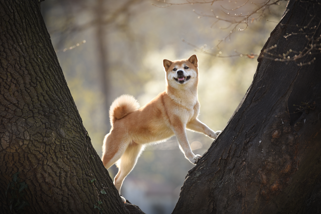 Shiba Inu standing on a tree branch.