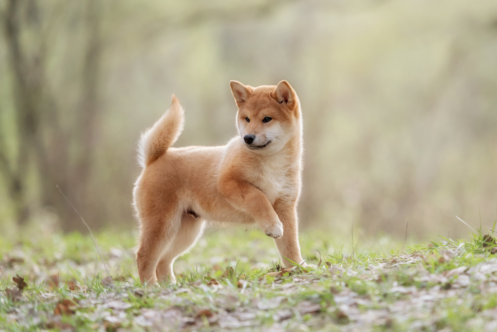 Shiba Inu puppy playing in the grass.