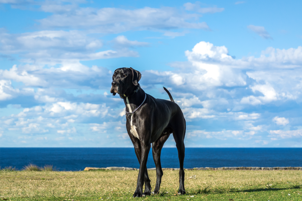 Great Dane walking in a field by the ocean.