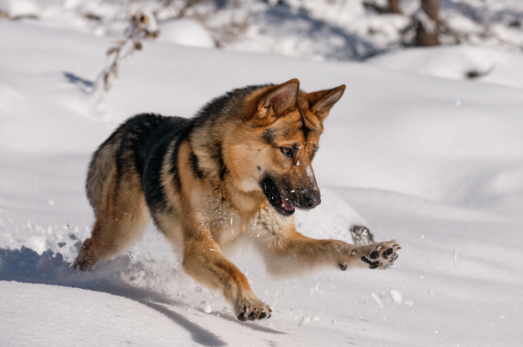 German Shepherd playing in the snow.