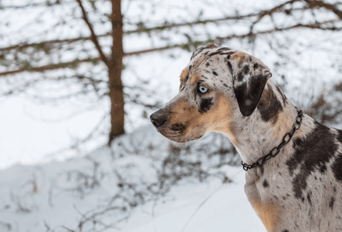 Catahoula in the Snow.