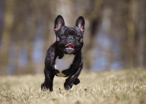 French Bulldog Running.
