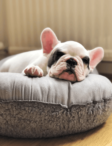 French Bulldog In a Bed.